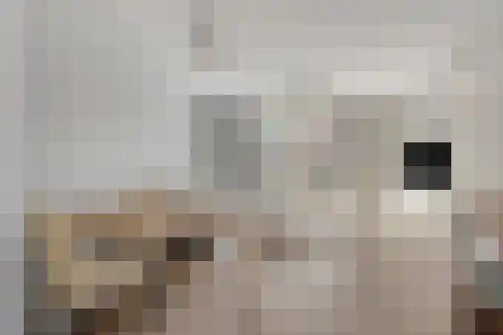 Egbert Dekkershof 12 Zeeland thumbnail 10