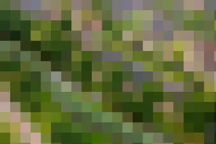 Egelantierpad 21 Sleeuwijk thumbnail 55