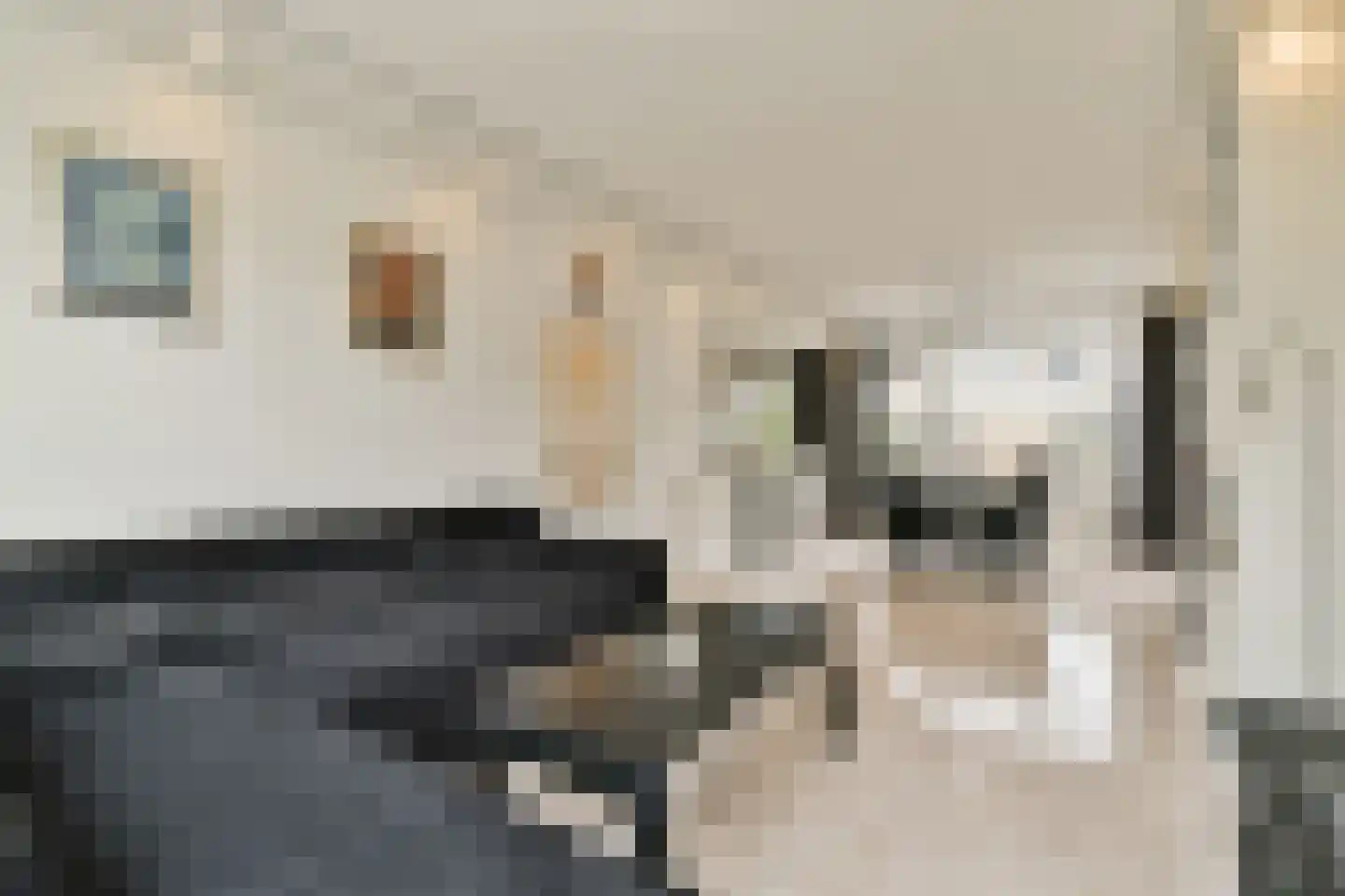 Egelkruid 10 Rotterdam thumbnail 6