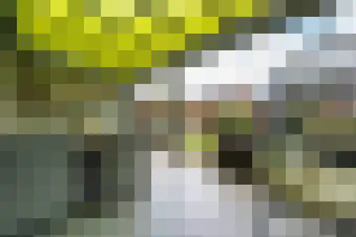 Eglantier 78 Brunssum thumbnail 24