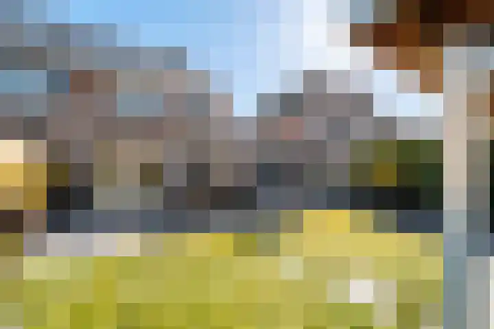 Eik 29 Leek thumbnail 4