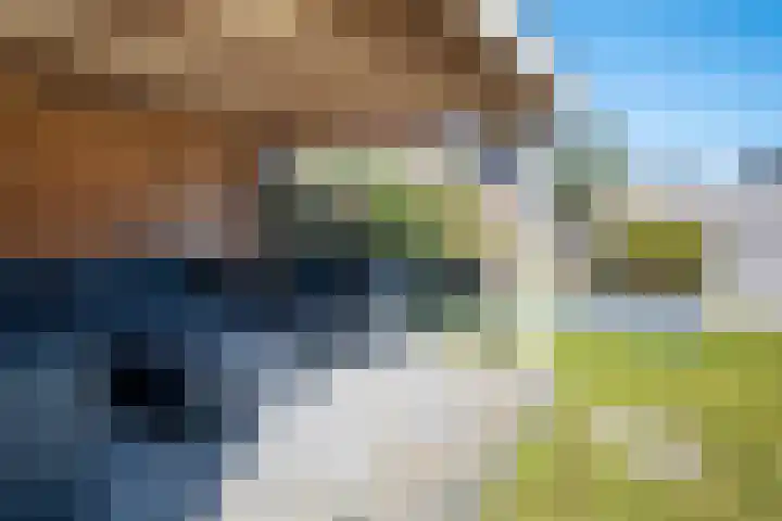 Eik 29 Leek thumbnail 43