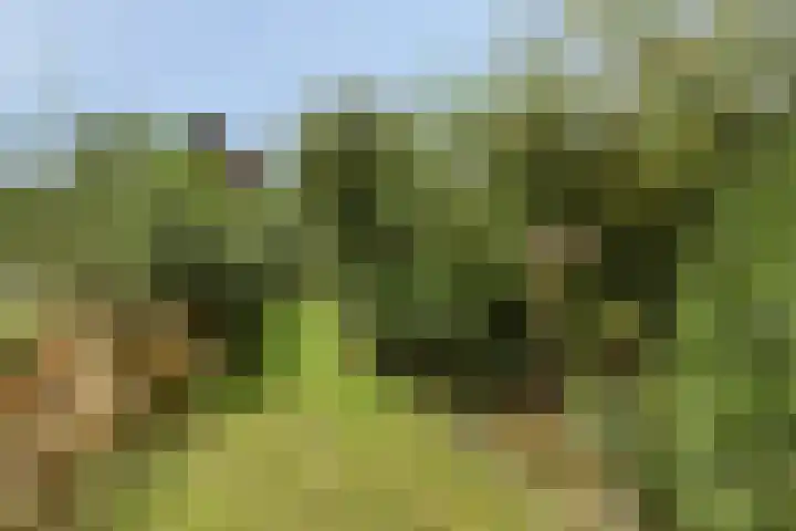 Eikenhorst 2 A Elsloo thumbnail 52