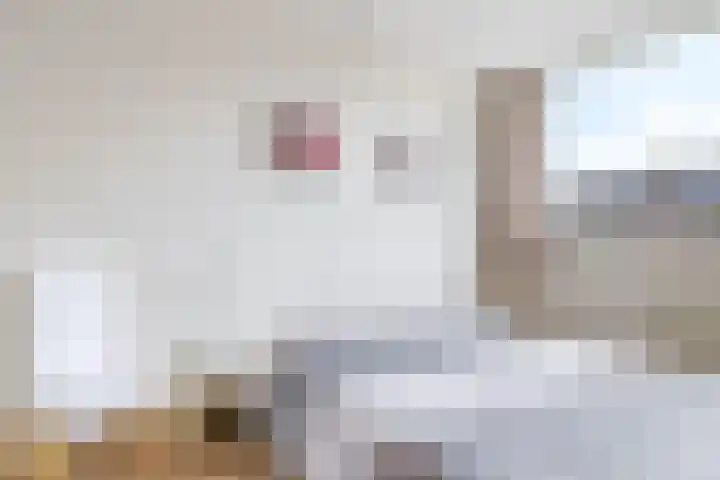 Eindakkers 4 Dodewaard thumbnail 37