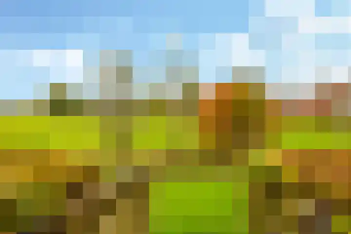 Eindakkers 4 Dodewaard thumbnail 66