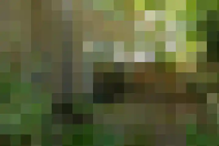 Ekingen 8 Kamperland thumbnail 18