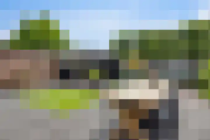 Elleboog 4 Riel thumbnail 7