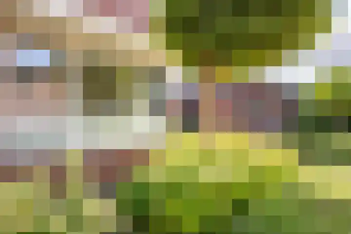 Elstar 4 Buren thumbnail 13
