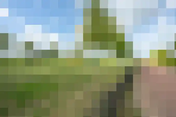 Elstar 4 Buren thumbnail 7