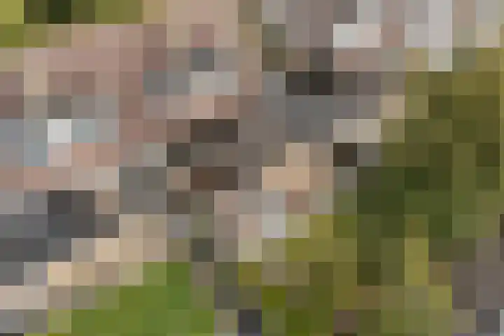 Elzekamp 10 Tytsjerk foto 2