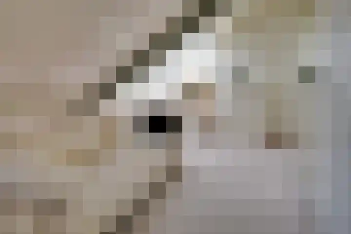 Elzenlaan 14 Smilde thumbnail 31