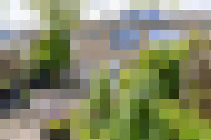 Elzenlaan 15 Peize thumbnail 35