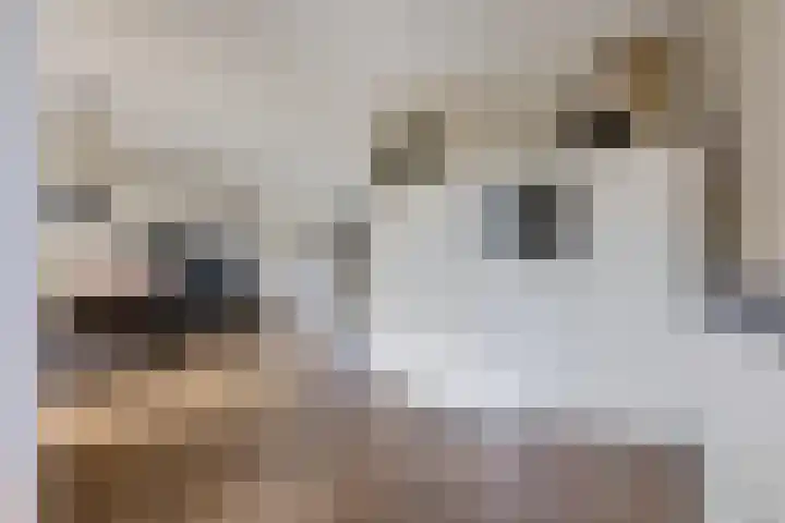 Elzenpad 7 Kessel thumbnail 17