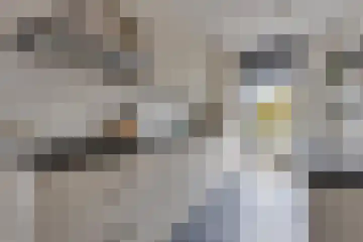 Elzenseloop 15 Heesch thumbnail 17