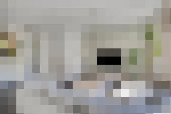 Elzenseloop 8 Heesch thumbnail 11