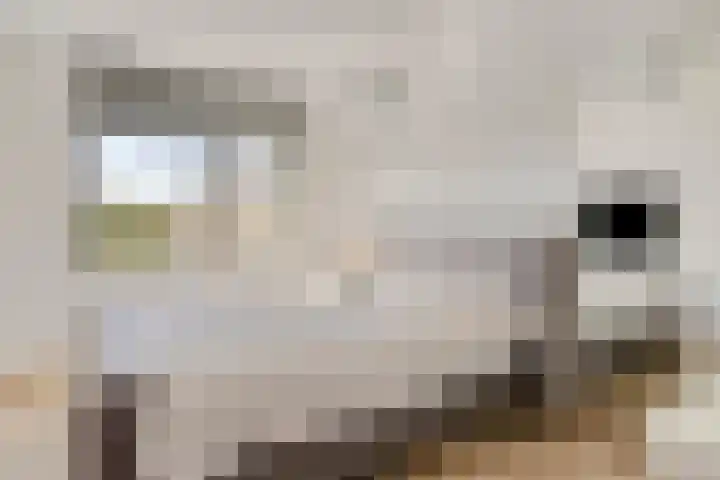 Elzenseloop 8 Heesch thumbnail 22