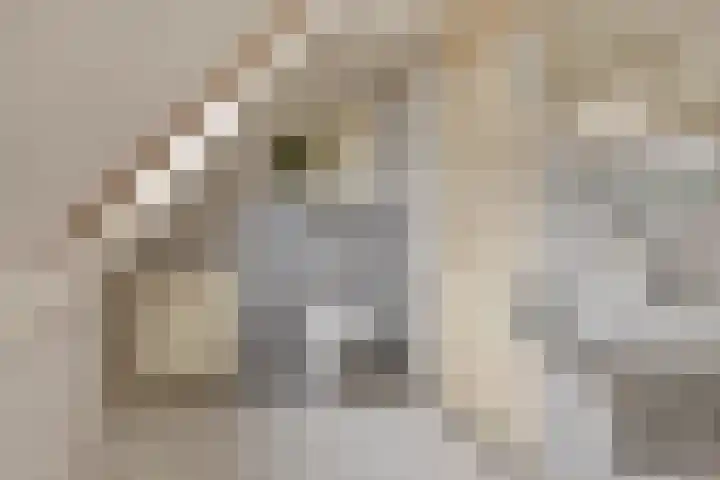 Elzent 34 Gemert thumbnail 33
