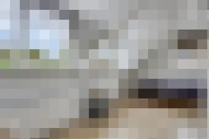 Elzent 6 Gemert thumbnail 32