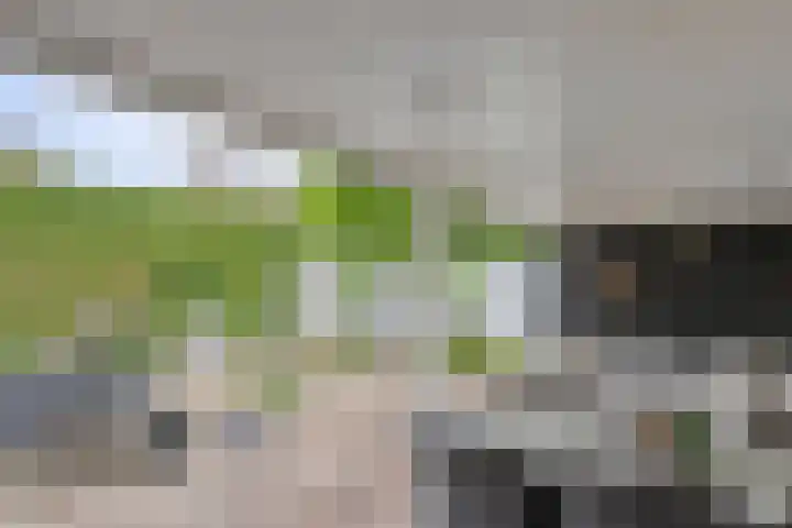 Elzent 6 Gemert thumbnail 37