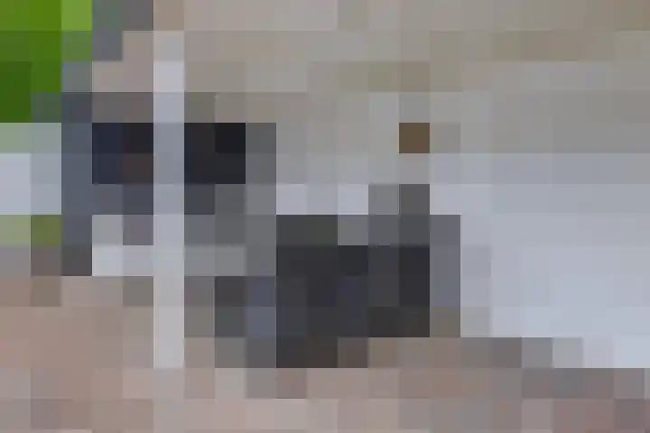 Elzent 6 Gemert thumbnail 39