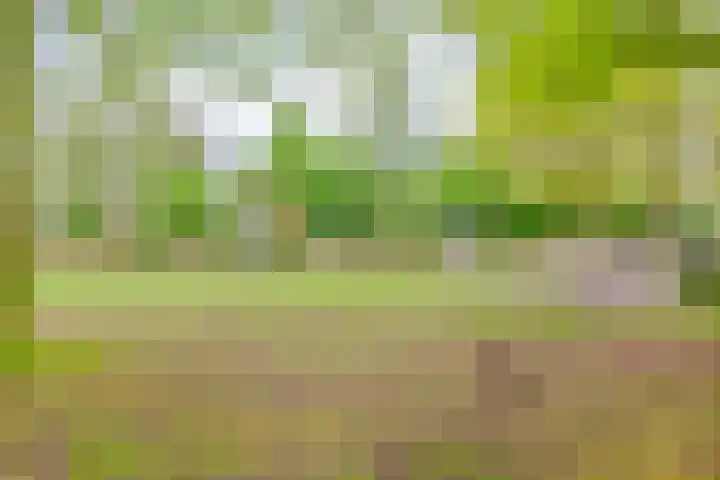 Elzent 6 Gemert thumbnail 41