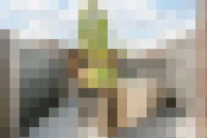 Emmakade 66 Boskoop thumbnail 38