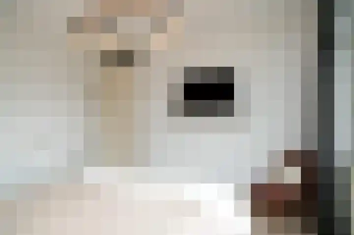 Emmalaan 9 Dodewaard thumbnail 20