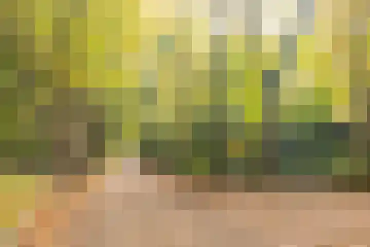 Engelse Schans 6 Lievelde thumbnail 46