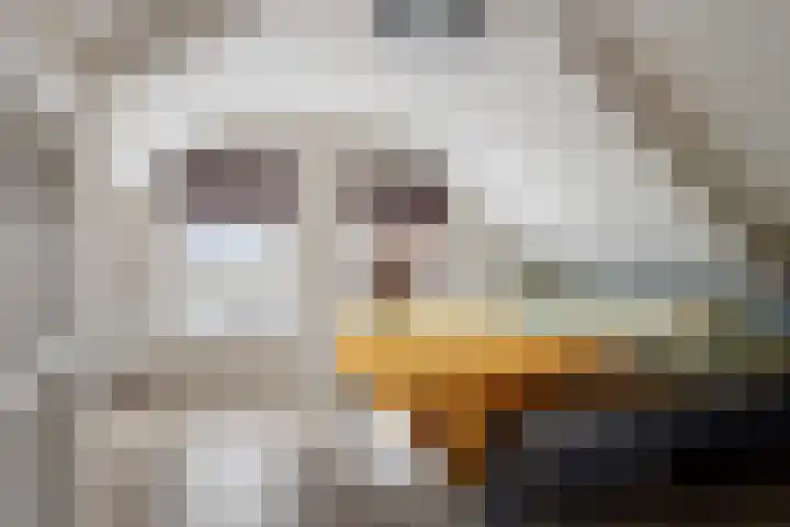Enkele Ring 5 Sommelsdijk thumbnail 23