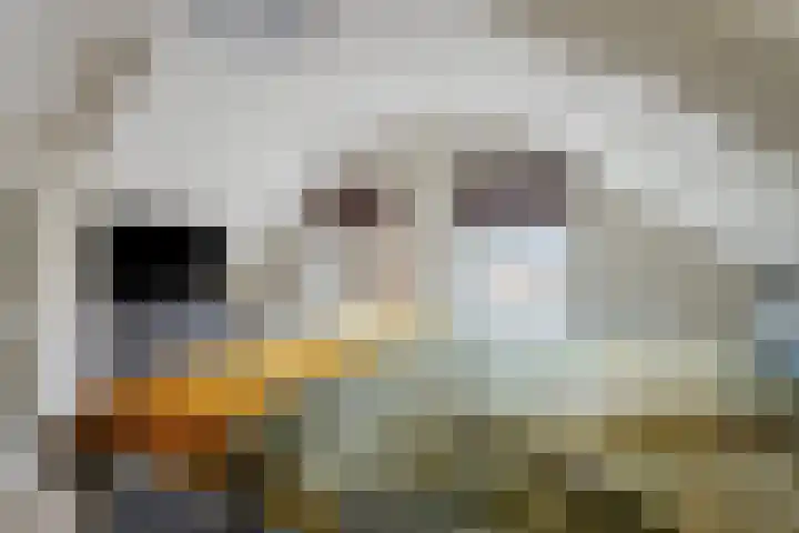 Enkele Ring 5 Sommelsdijk thumbnail 24
