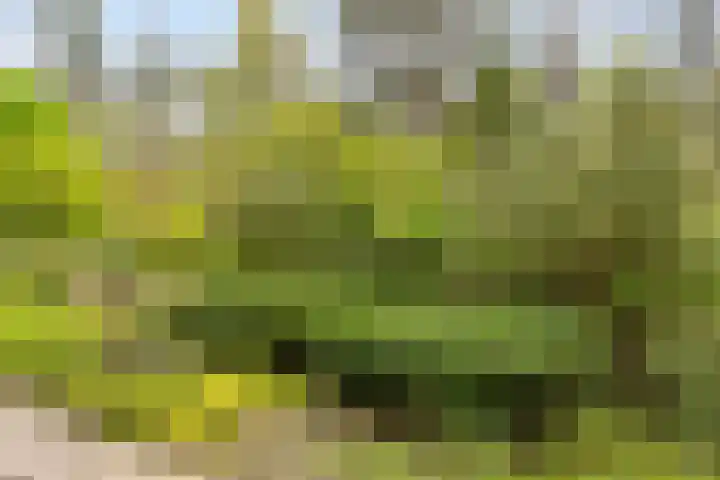 Eper Veste 2 Epe thumbnail 6