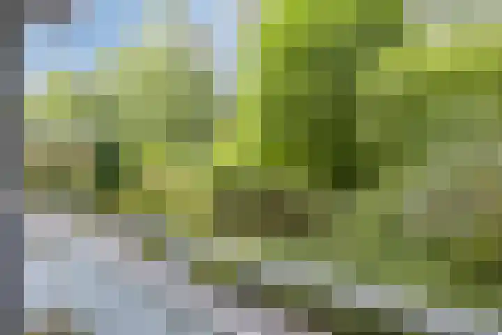Eper Veste 5 Epe thumbnail 15
