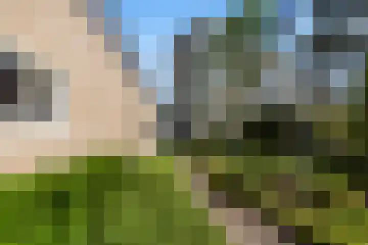 Eper Veste 71 Epe thumbnail 23