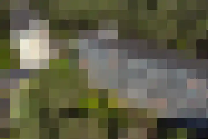 Eper Veste 71 Epe thumbnail 4