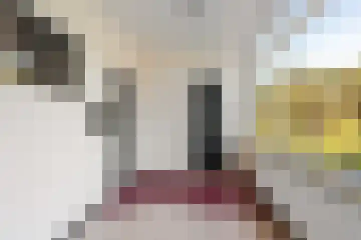 Eper Veste 71 Epe thumbnail 6