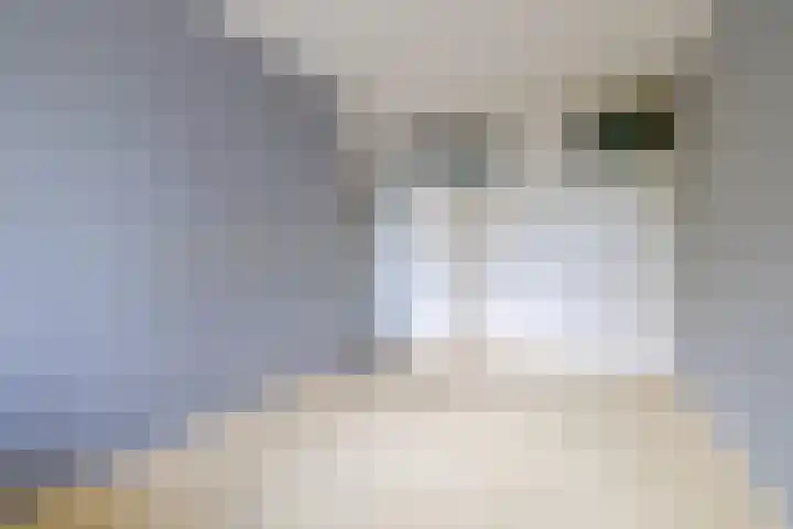 Erasmuslaan 37 Hilversum thumbnail 18