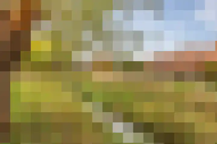 Ereprijs 53 Sittard thumbnail 29