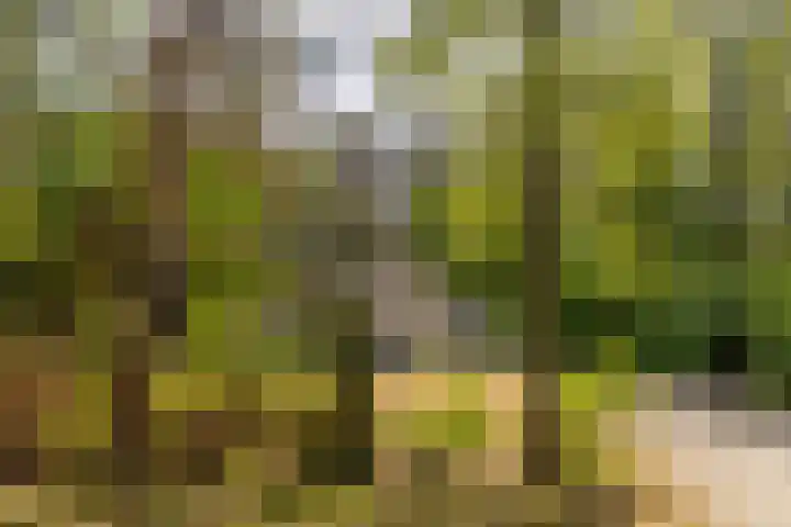Ericaweg 9 0123 Nunspeet thumbnail 4