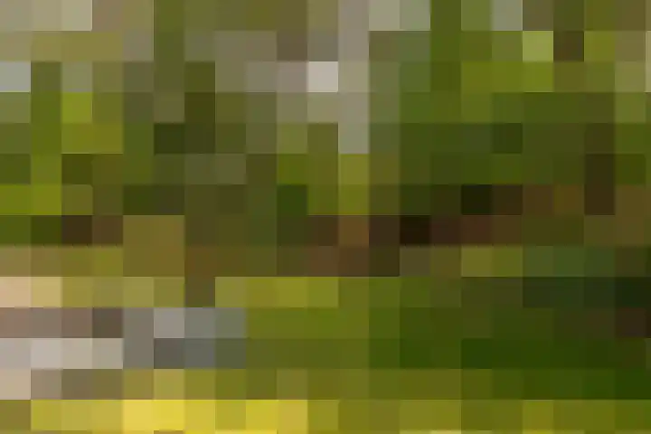 Ericaweg 9 0123 Nunspeet thumbnail 7