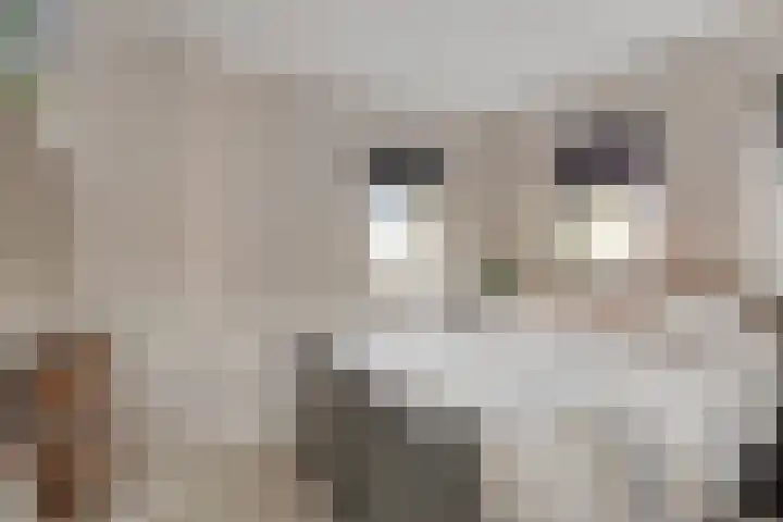Esakkers 5 Annen thumbnail 30