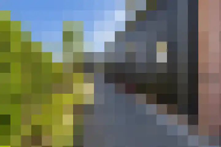 Essenlaan 96 Dirksland thumbnail 10
