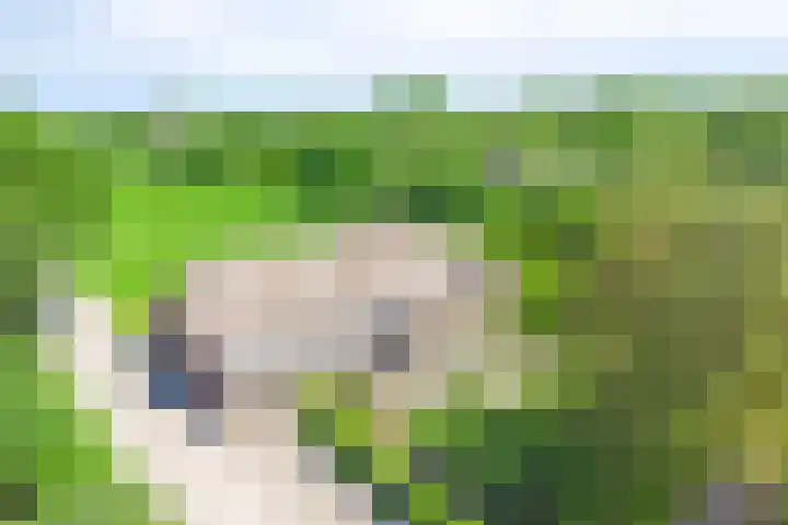 Esveldsdijk 4 Harfsen