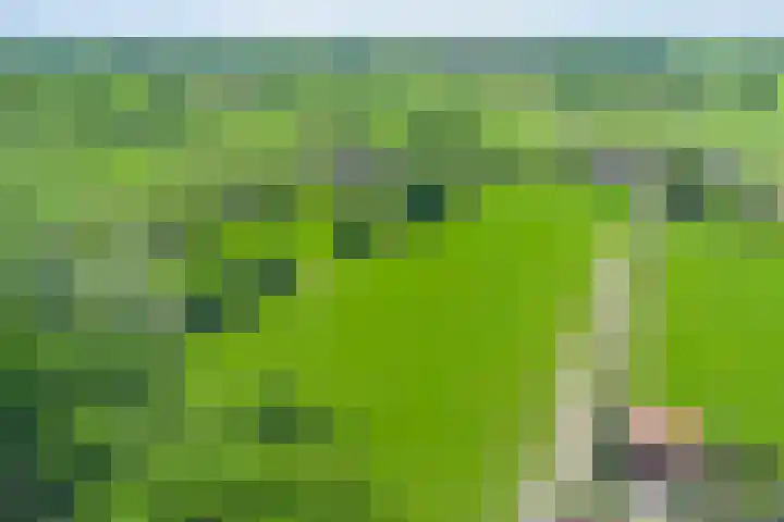 Esveldsdijk 4 Harfsen thumbnail 54