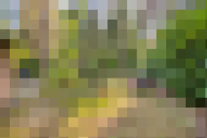 Eswal 47 Rolde thumbnail 59