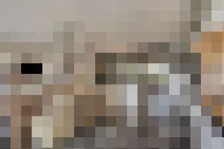 Europalaan 43 Epe thumbnail 20