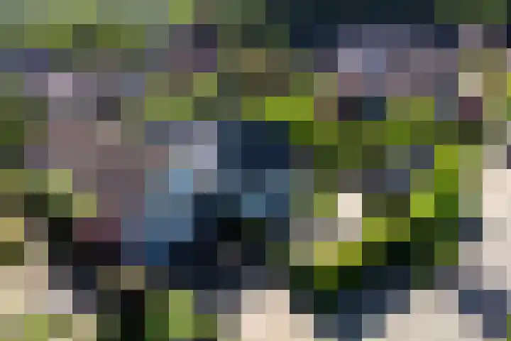 Everdrift 36 Cuijk thumbnail 60