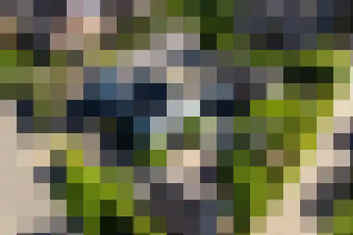 Everdrift 36 Cuijk thumbnail 61