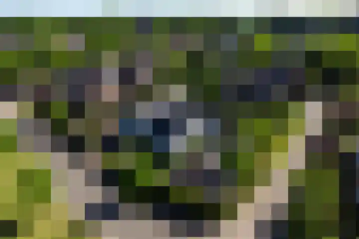 Everdrift 36 Cuijk thumbnail 62