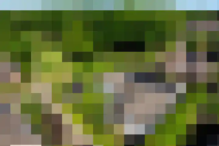 Everdrift 36 Cuijk thumbnail 63