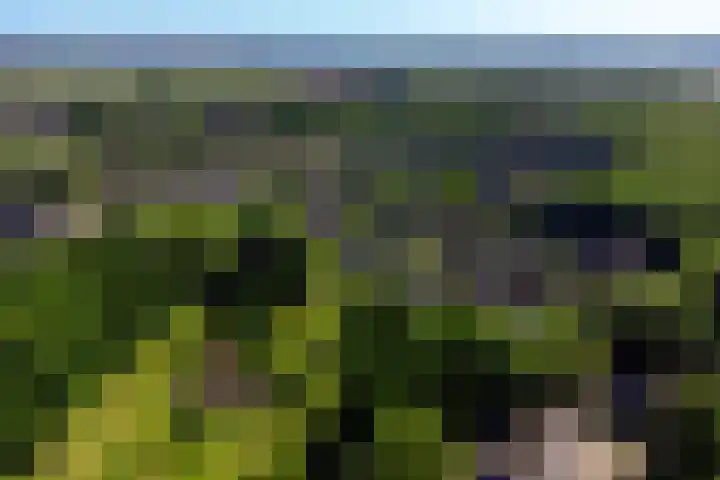 Everdrift 36 Cuijk thumbnail 65